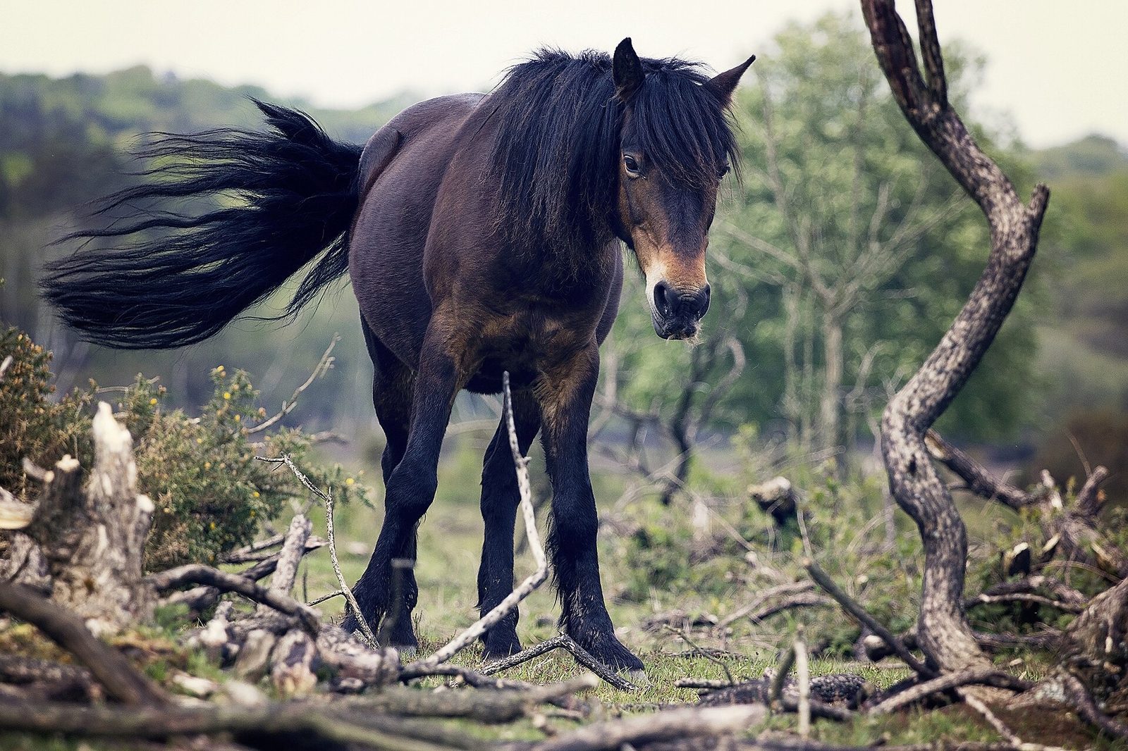 Veterinaria con un caballo